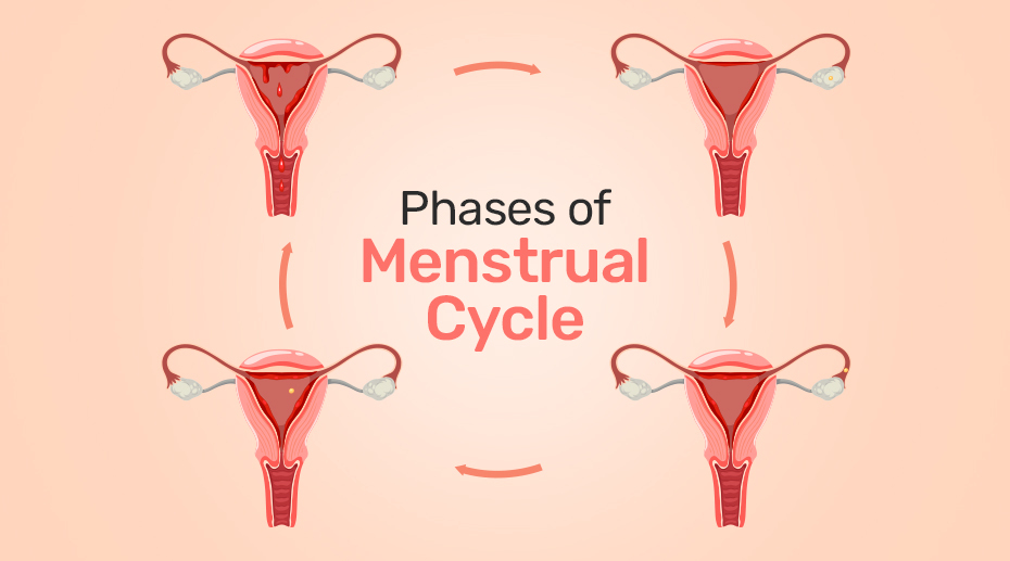 PHASES OF MENSTRUAL CYCLE 